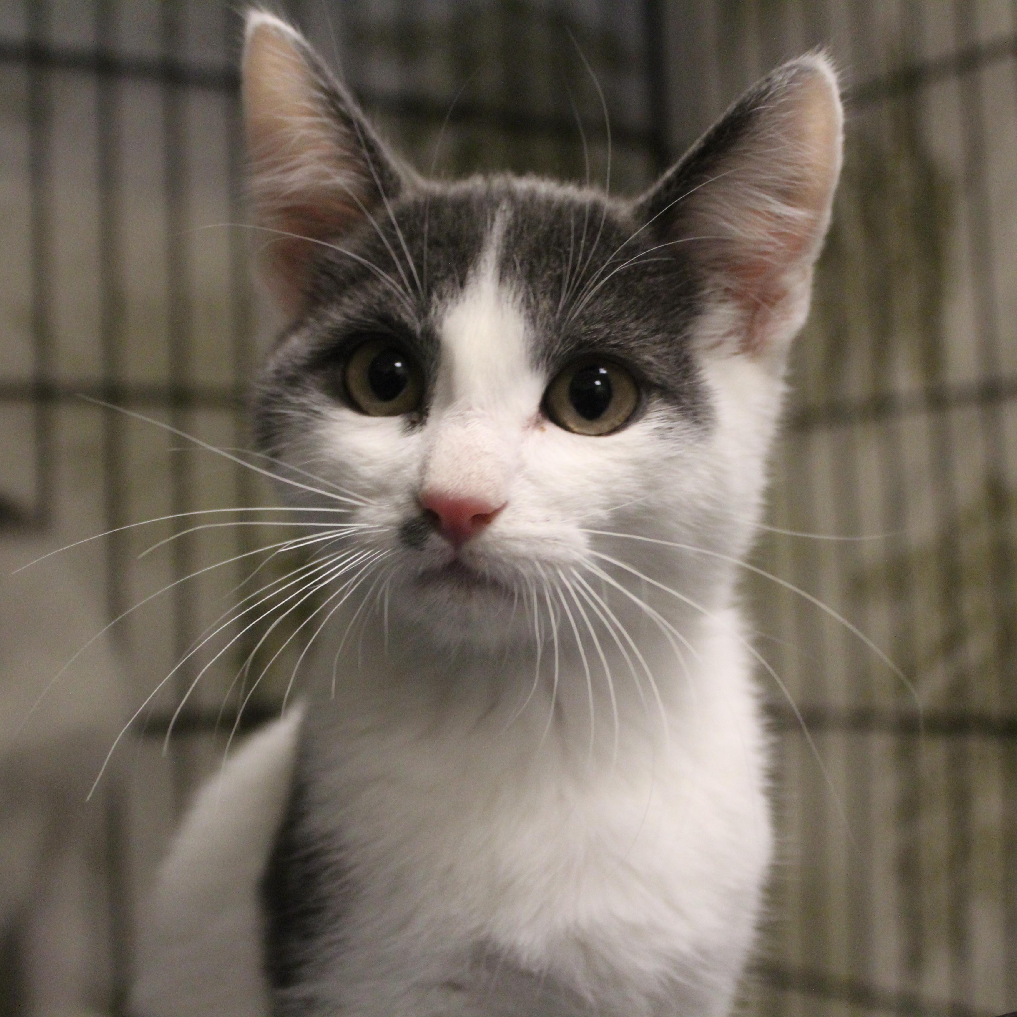 Damon, adopted, Young Male Domestic Short Hair.
