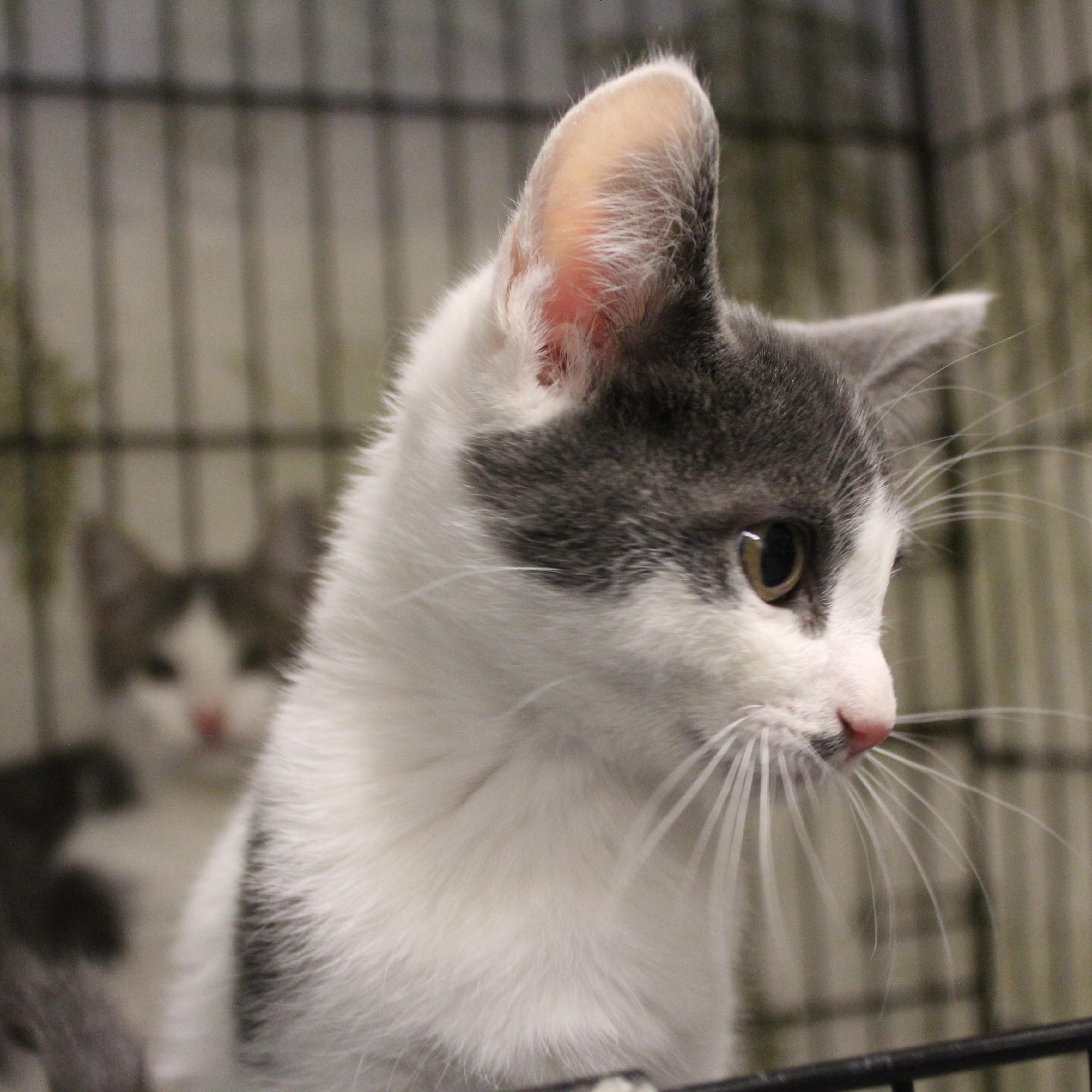 Enlarge Damon, an adopted Domestic Short Hair in Yucca Valley, CA image 3/3