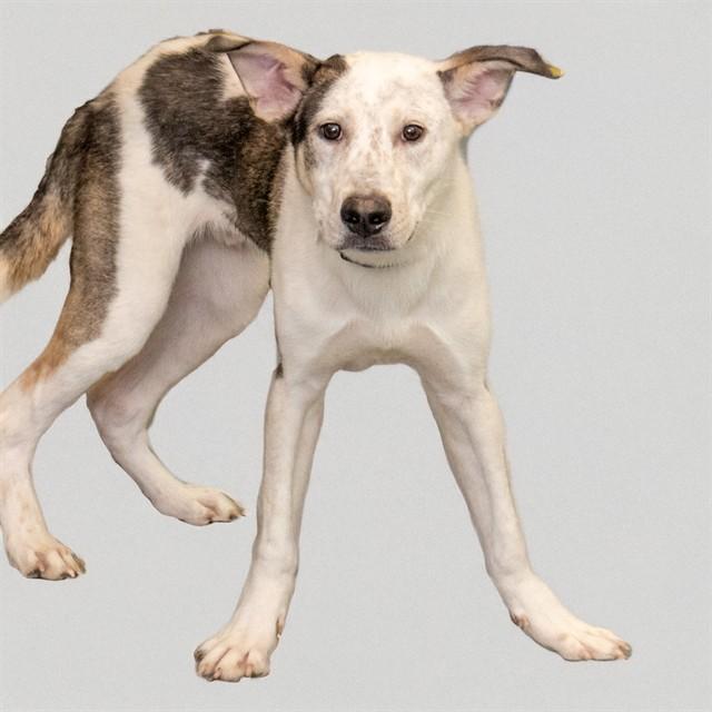 Enlarge MILO, a Adoptable mixed breed in St. Louis, MO image 1/1