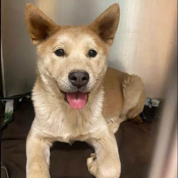 Enlarge Rupert, a Adoptable mixed breed in Yucaipa, CA image 1/1