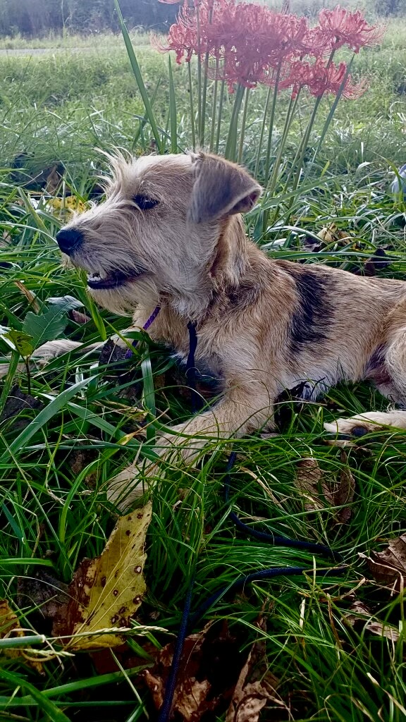 Dog for adoption Maxton, a Miniature Schnauzer Mix in Texarkana, TX
