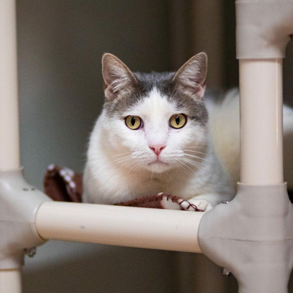 Enlarge Riggs, a Adoptable Domestic Short Hair in Dallas, TX image 1/3