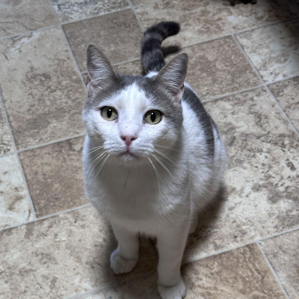 Enlarge Riggs, a Adoptable Domestic Short Hair in Dallas, TX image 1/3