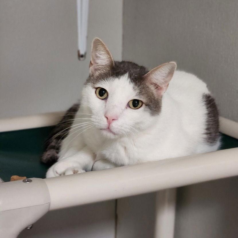 Enlarge Riggs, a Adoptable Domestic Short Hair in Dallas, TX image 2/3