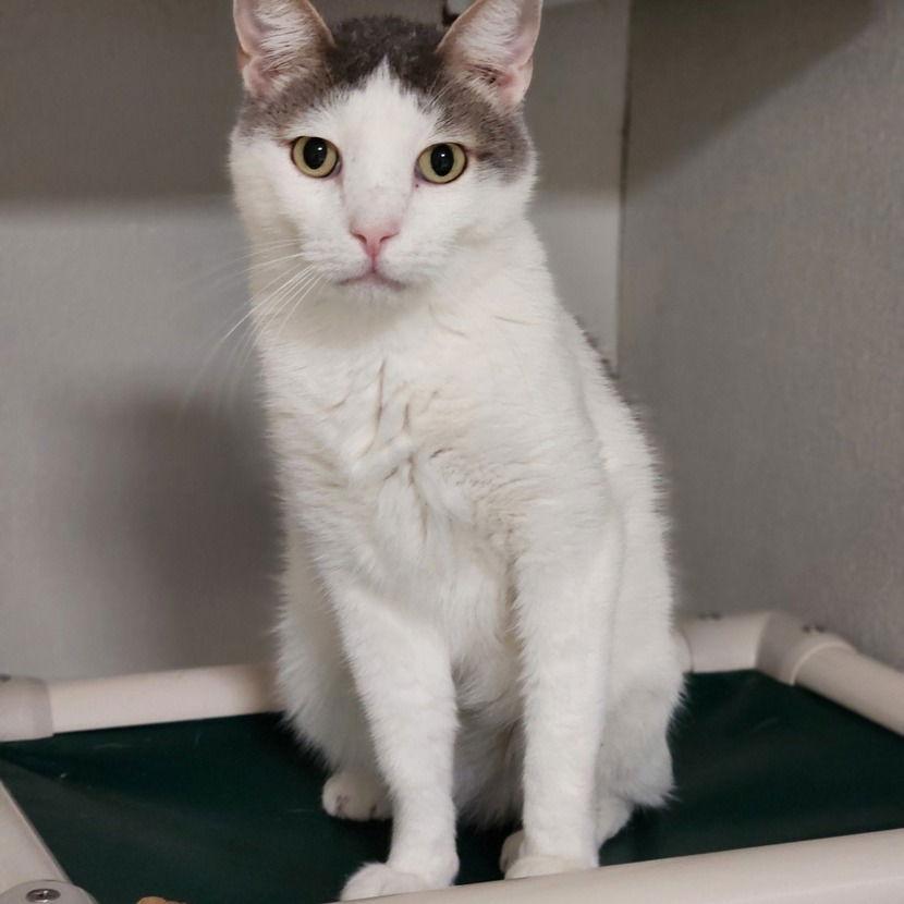 Enlarge Riggs, a Adoptable Domestic Short Hair in Dallas, TX image 2/3