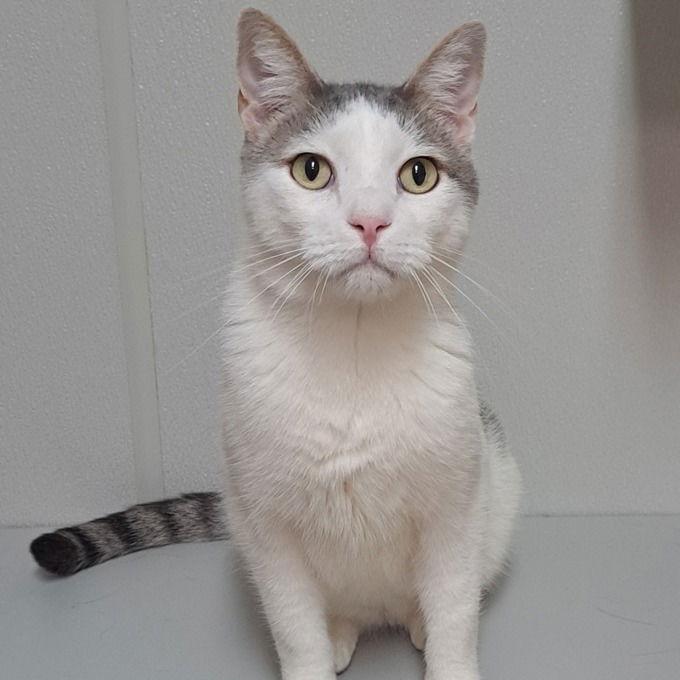 Enlarge Riggs, a Adoptable Domestic Short Hair in Dallas, TX image 3/3