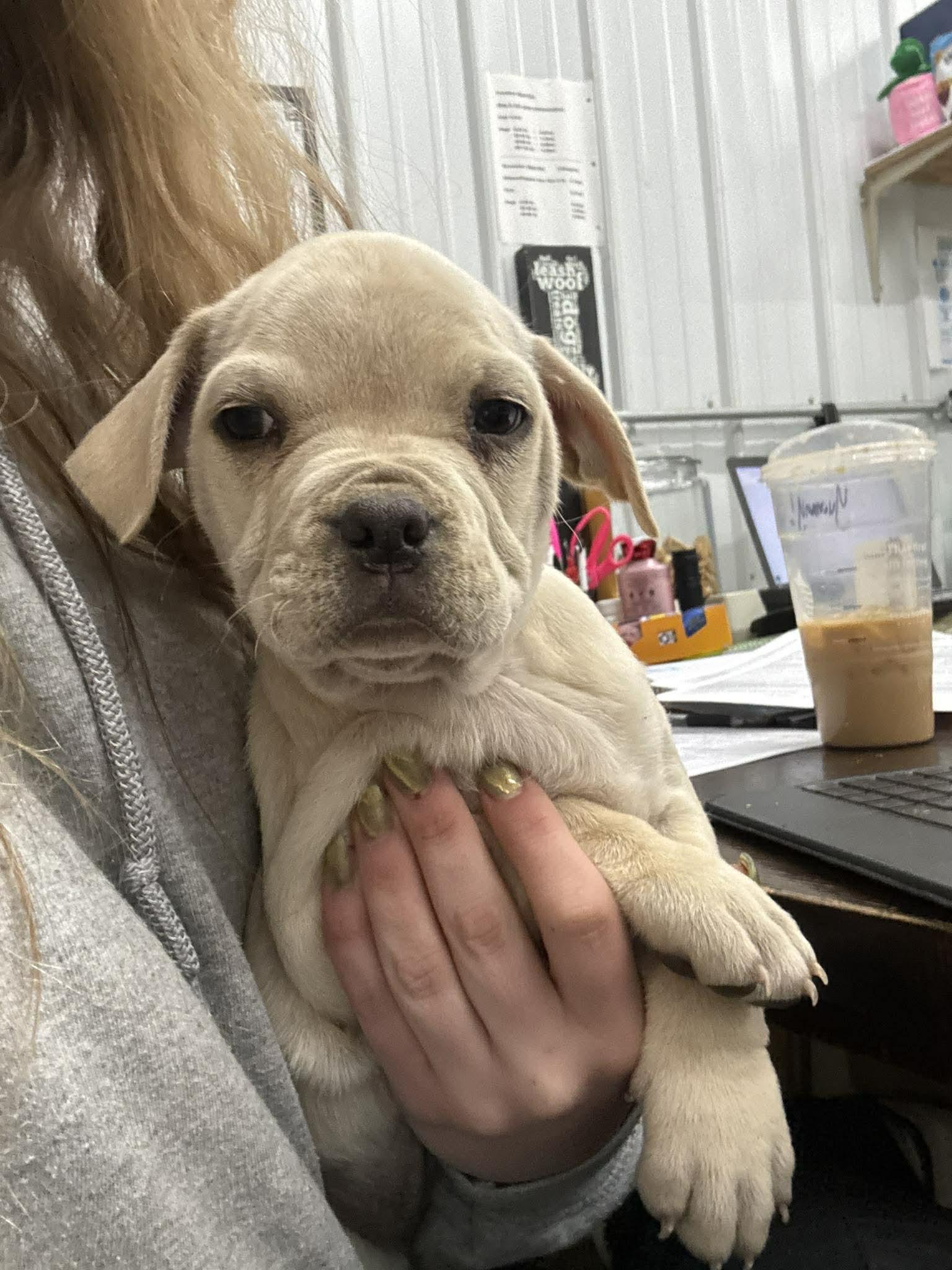 Enlarge Squash, a Adoptable mixed breed in Knoxville, TN image 2/6