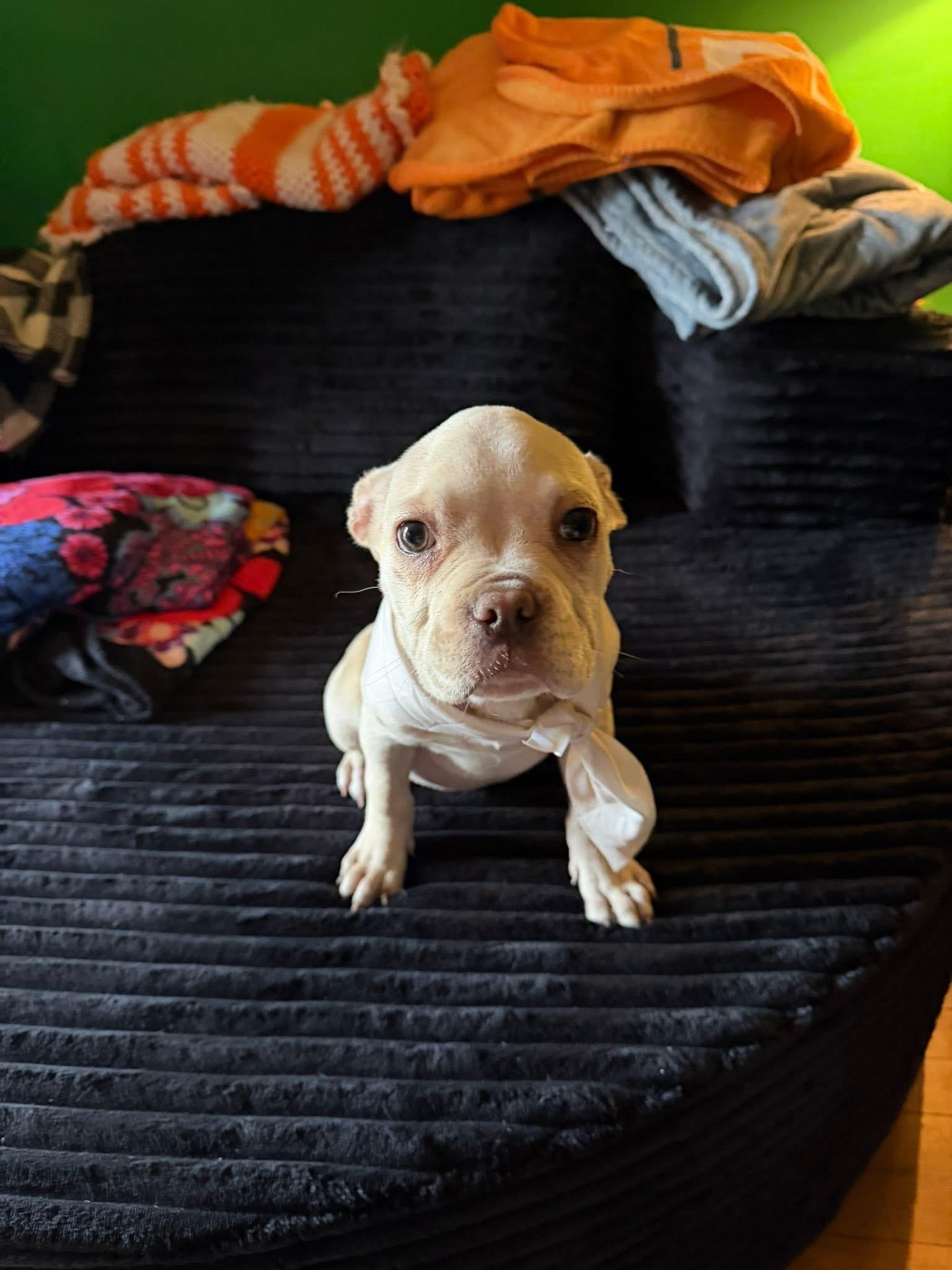 Enlarge Squash, a Adoptable mixed breed in Knoxville, TN image 6/6