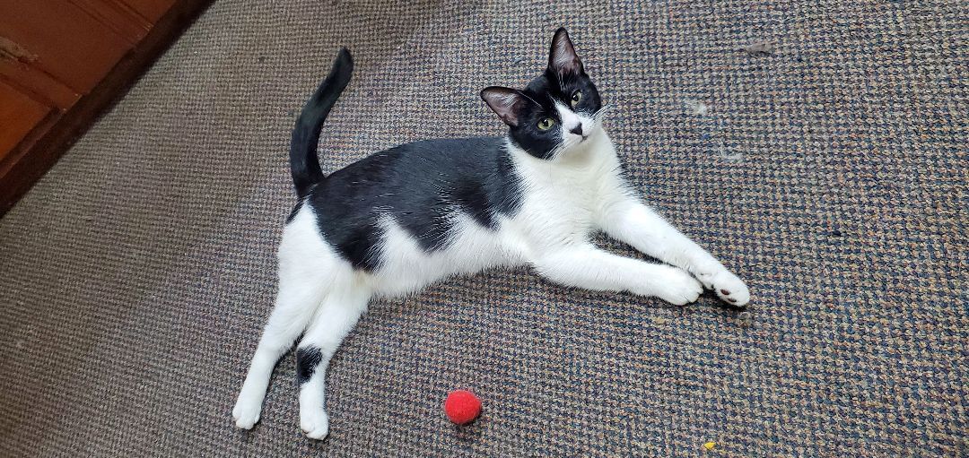 Nose White, a Adoptable American Shorthair in HENDERSON, TX image 1/3