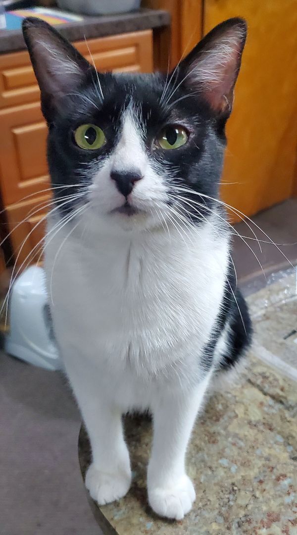 Nose White, a Adoptable American Shorthair in HENDERSON, TX image 2/3