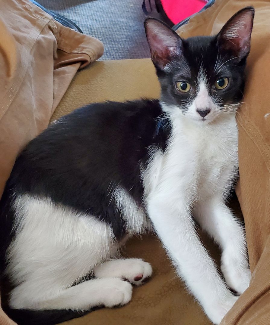 Nose White, a Adoptable American Shorthair in HENDERSON, TX image 3/3