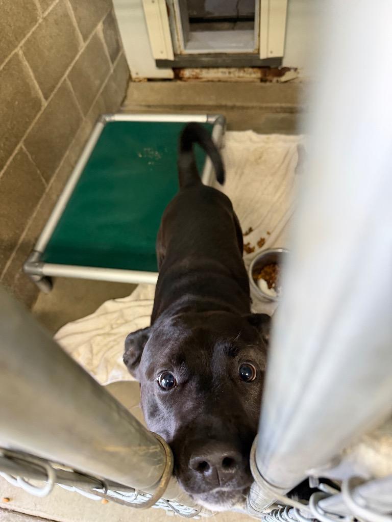 Enlarge Willie, a Adopted mixed breed in Virginia, MN image 1/1