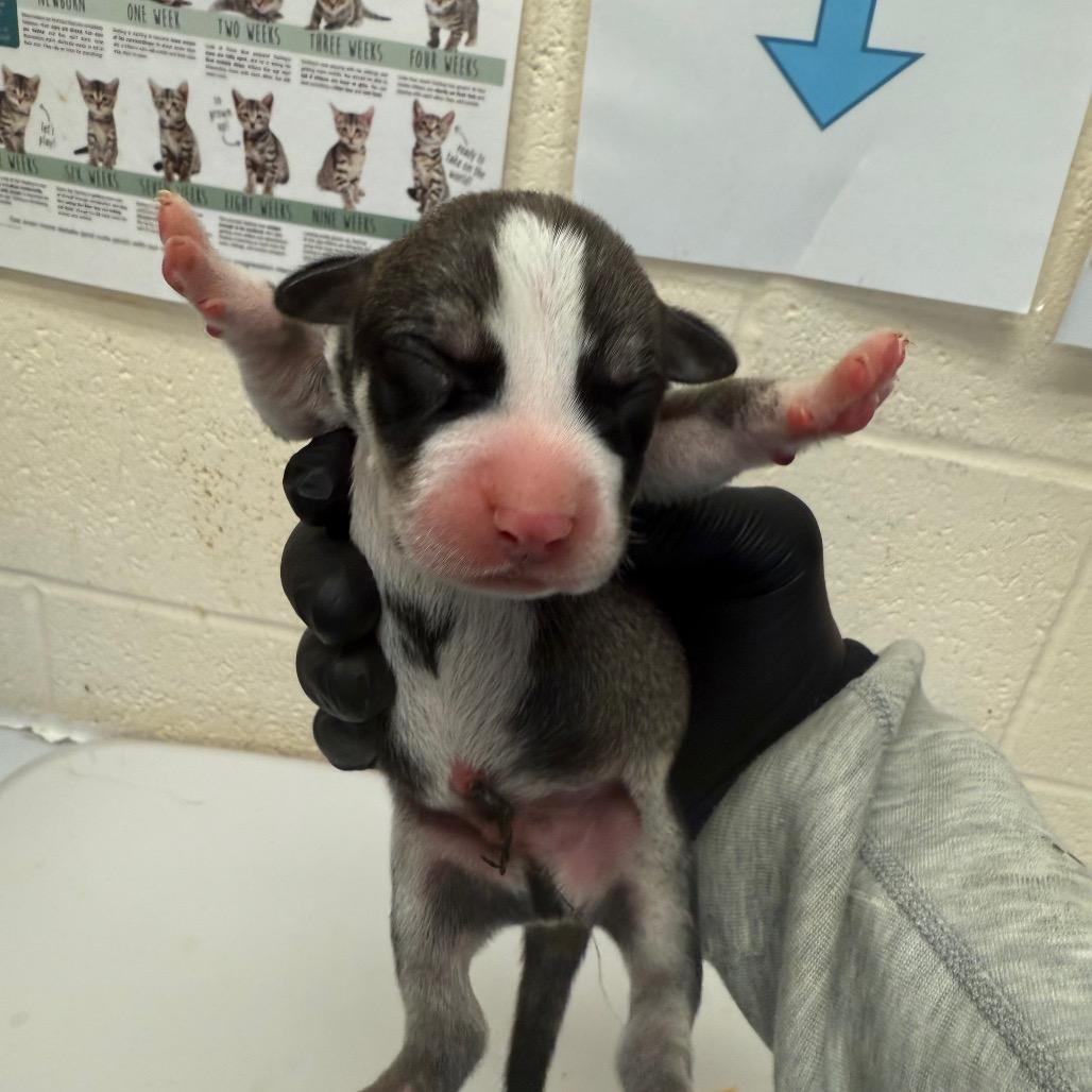 Birch (Formerly Kahoot), Adoptable, Puppy Male Mixed Breed.