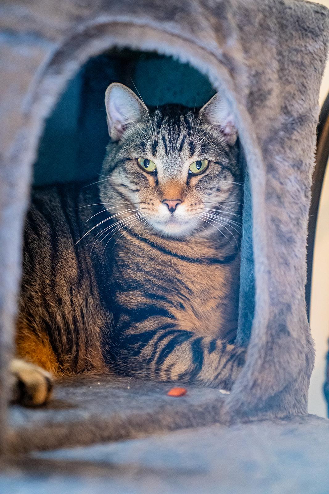 Enlarge Oriole, a Adoptable Domestic Short Hair in Dellslow, WV image 2/3