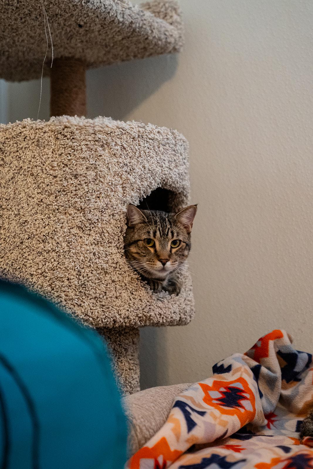 Enlarge Oriole, a Adoptable Domestic Short Hair in Dellslow, WV image 1/3