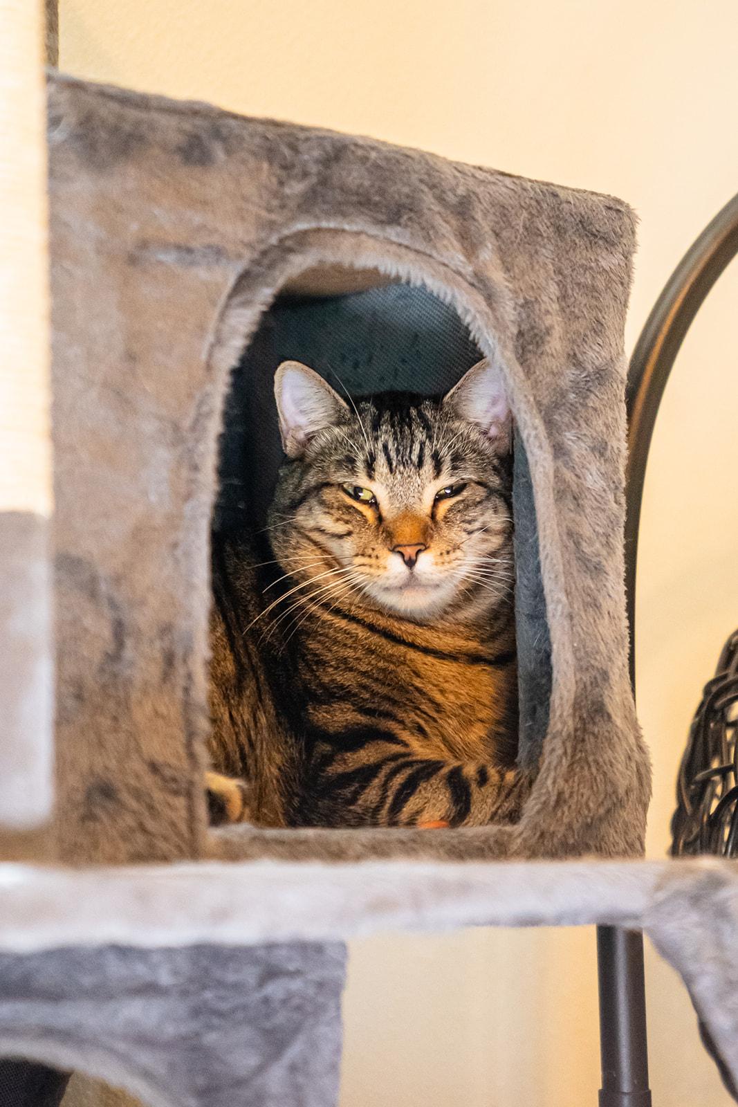 Enlarge Oriole, a Adoptable Domestic Short Hair in Dellslow, WV image 3/3