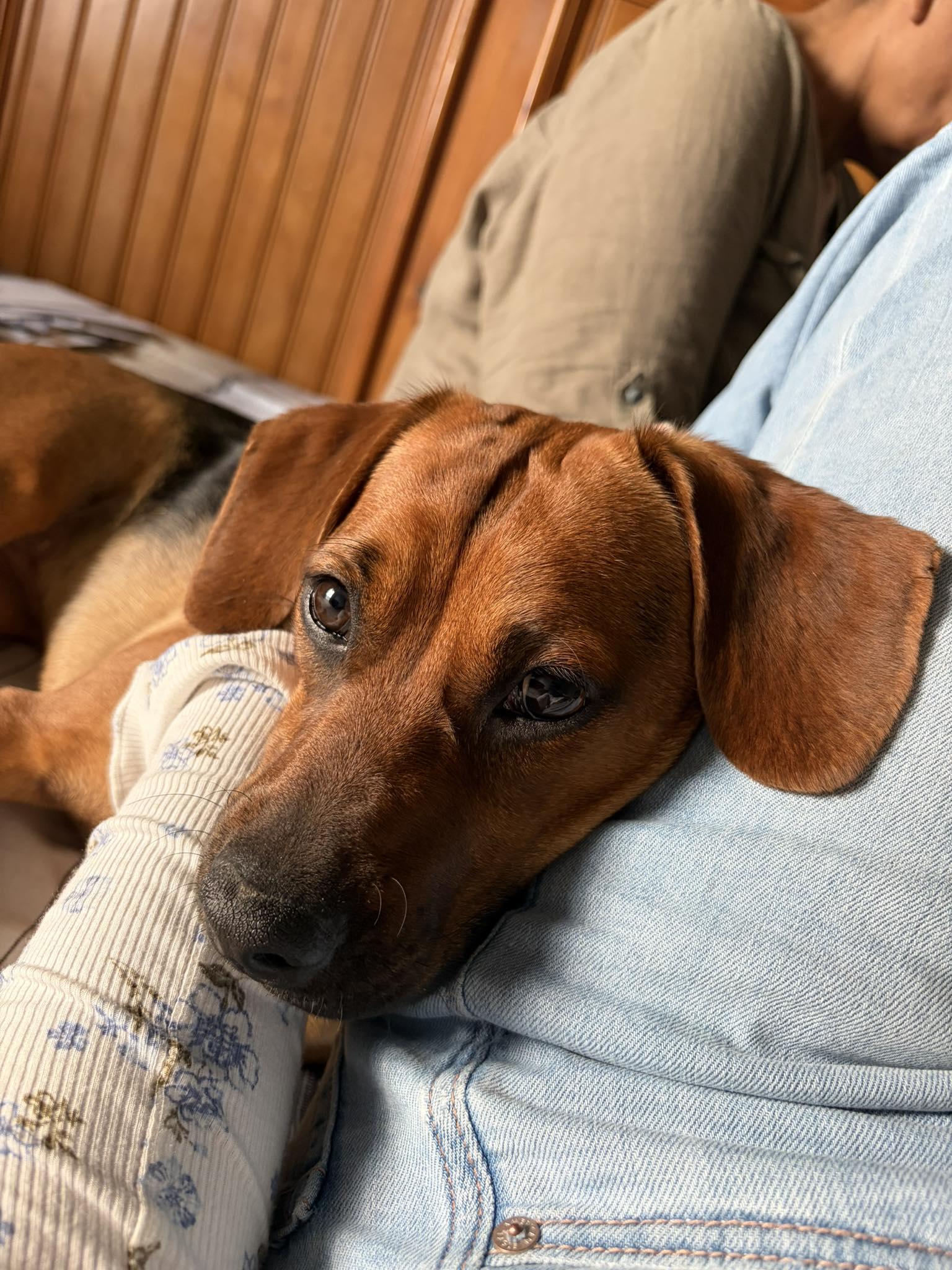 Hazel, a ADOPTABLE mixed breed in Fort Worth, TX image 4/6