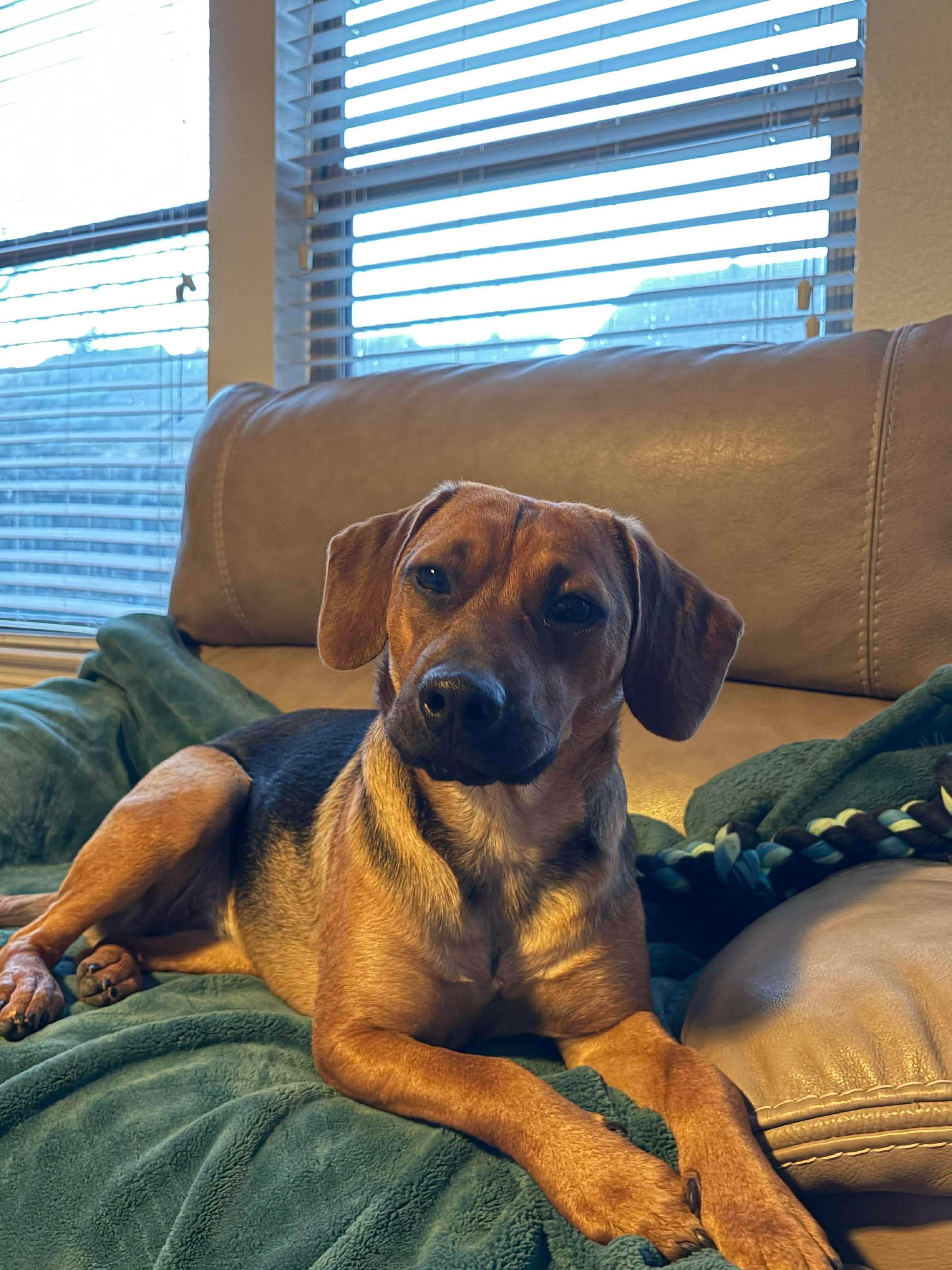 Enlarge Hazel, a ADOPTABLE mixed breed in Fort Worth, TX image 2/6