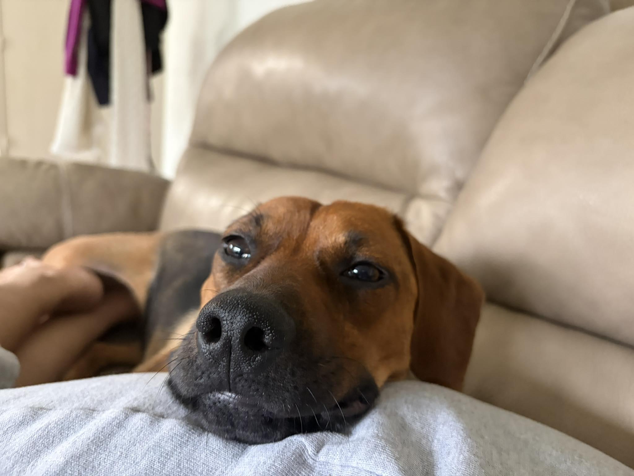 Hazel, a ADOPTABLE mixed breed in Fort Worth, TX image 6/6