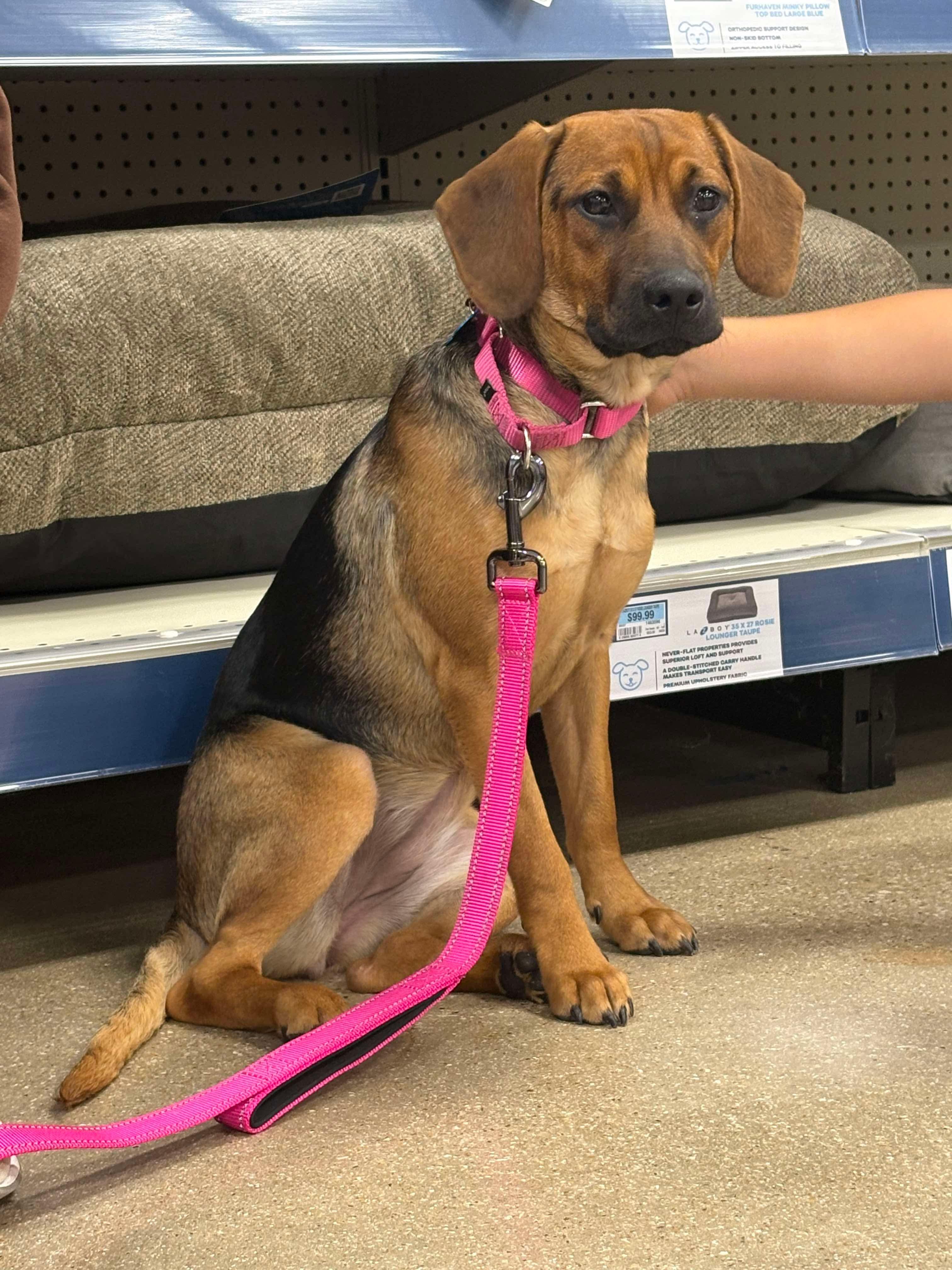 Enlarge Hazel, a ADOPTABLE mixed breed in Fort Worth, TX image 5/6