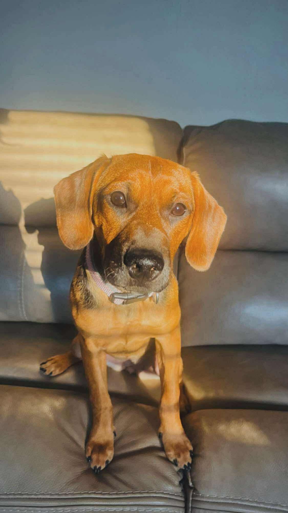 Enlarge Hazel, a ADOPTABLE mixed breed in Fort Worth, TX image 1/6