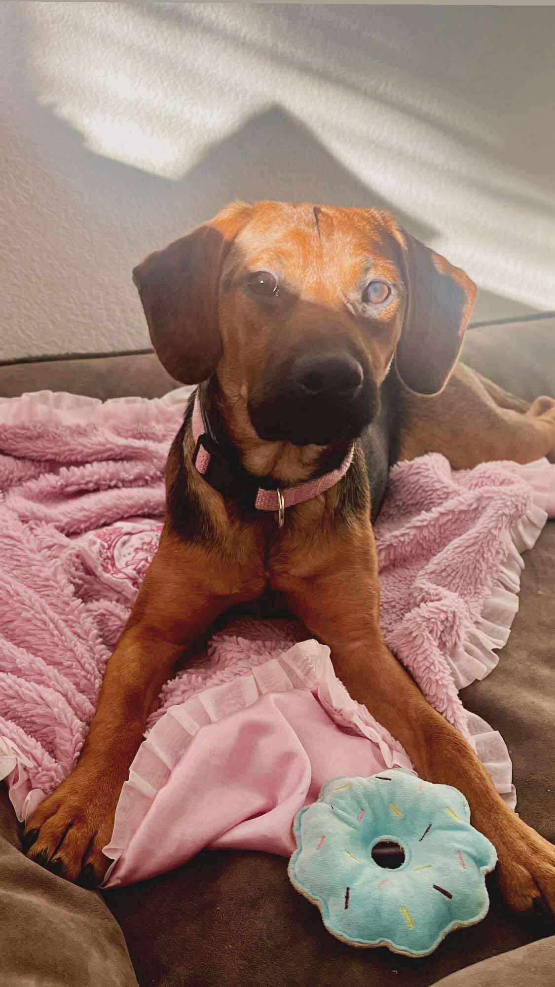 Enlarge Hazel, a ADOPTABLE mixed breed in Fort Worth, TX image 4/6