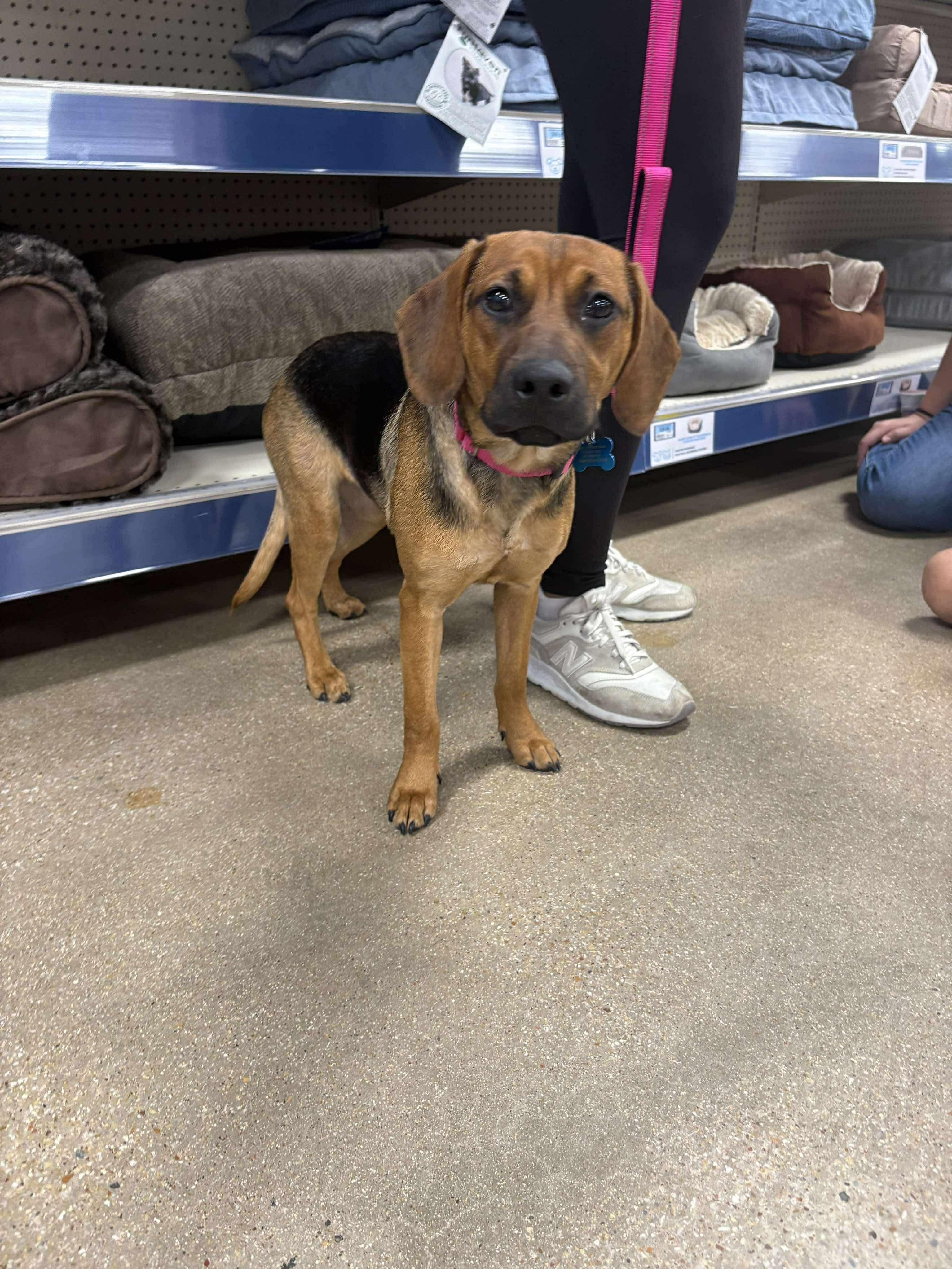 Enlarge Hazel, a ADOPTABLE mixed breed in Fort Worth, TX image 6/6