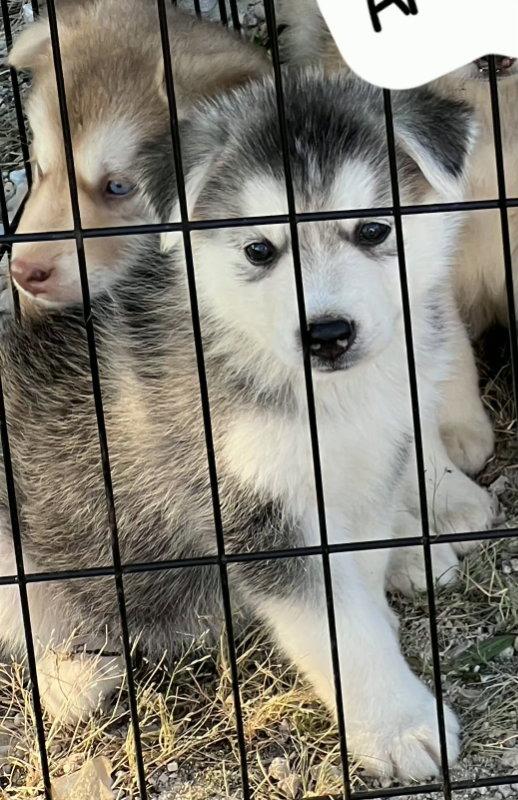 Syrah, Adoptable, Puppy Female Husky.