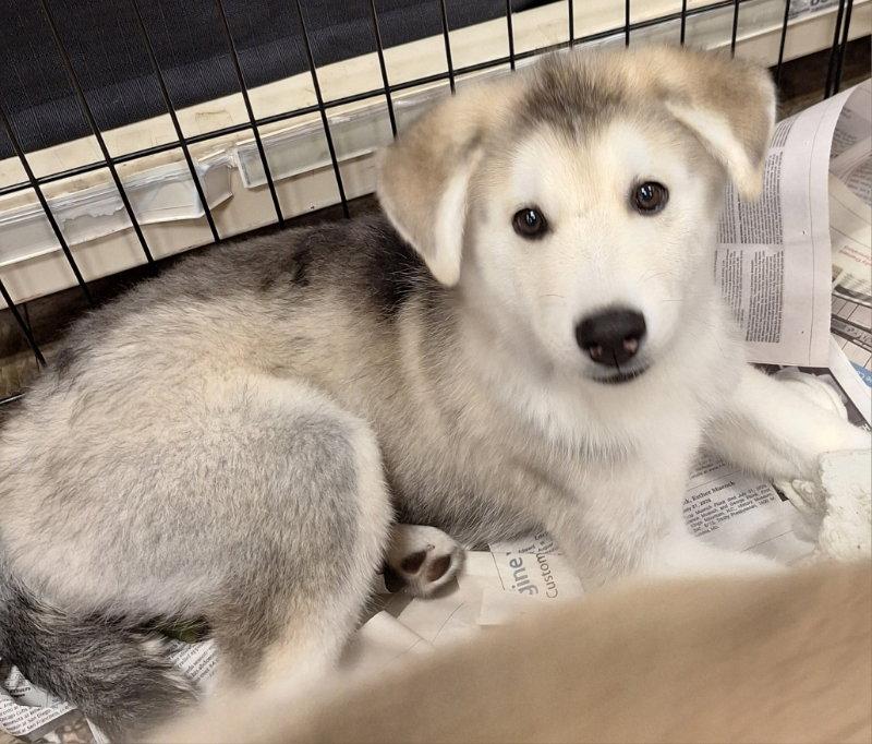 Enlarge Syrah, a Adoptable Husky in House Springs, MO image 2/3