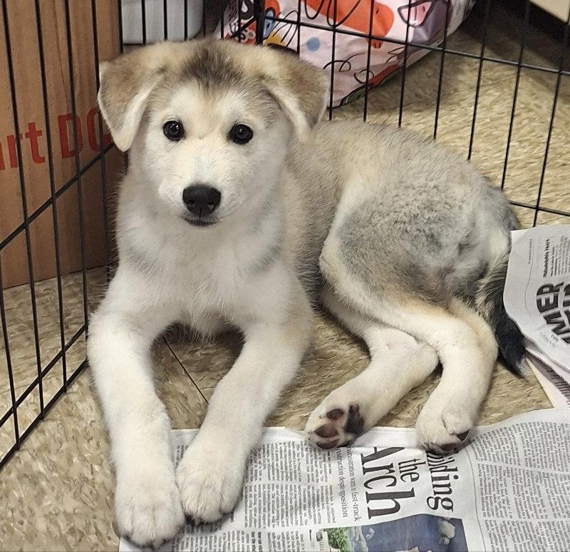 Enlarge Syrah, a Adoptable Husky in House Springs, MO image 3/3