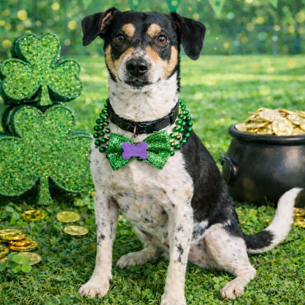Enlarge Steely Dan, a Adoptable mixed breed in O'Fallon, MO image 1/4