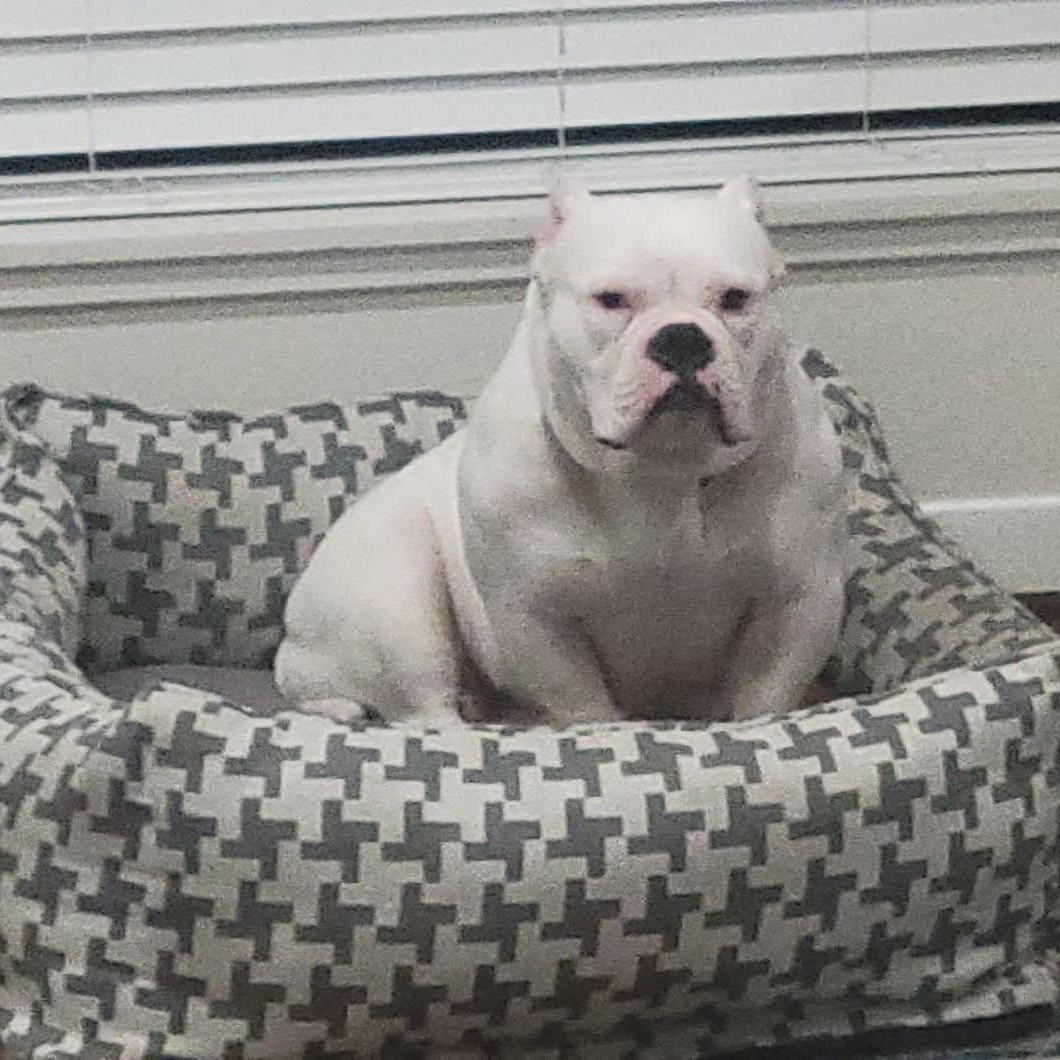 Evie — thumbnail 2