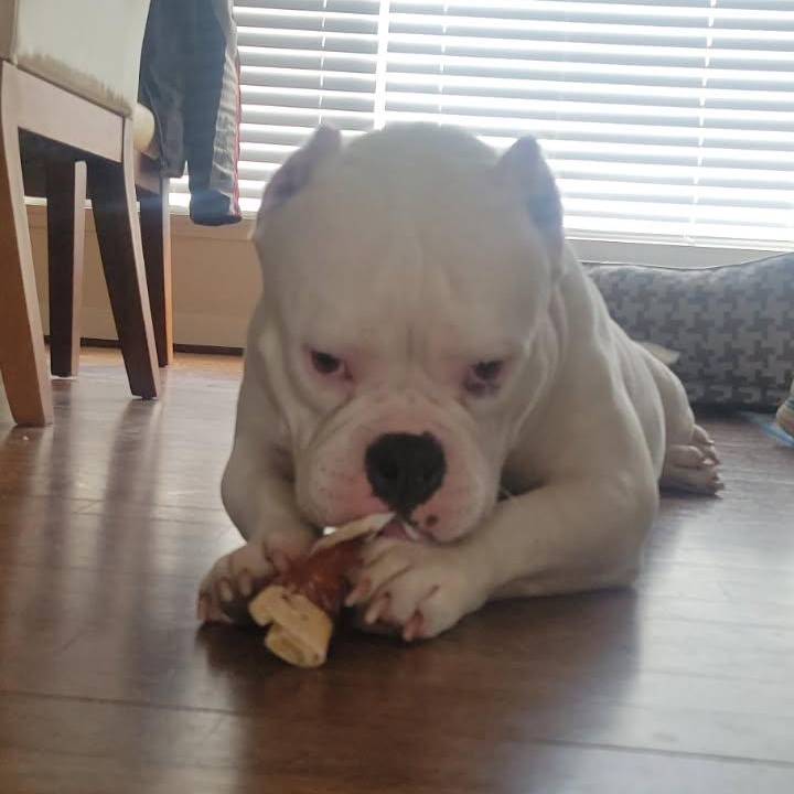 Evie — thumbnail 4