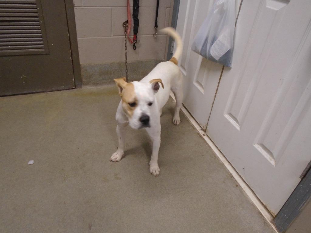 Enlarge Chester, a Adoptable mixed breed in Hopkinsville, KY image 1/6