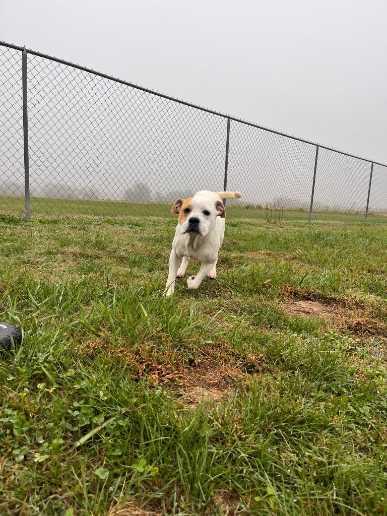 Chester, Adoptable, Young Male Pit Bull Terrier.