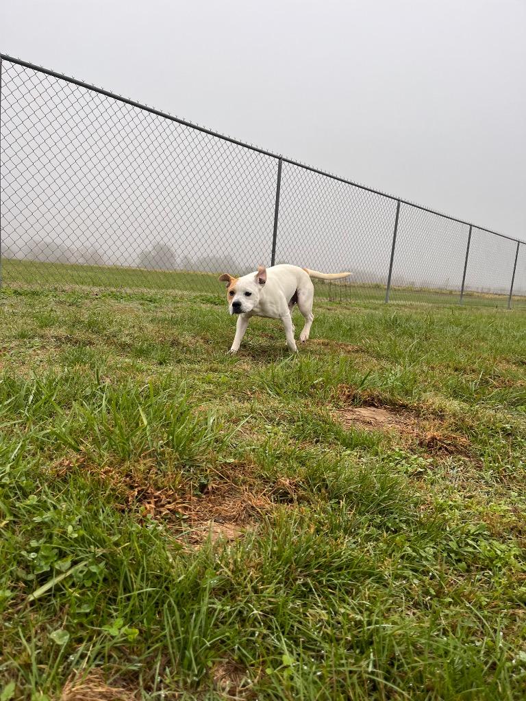 Enlarge Chester, a Adoptable mixed breed in Hopkinsville, KY image 2/6