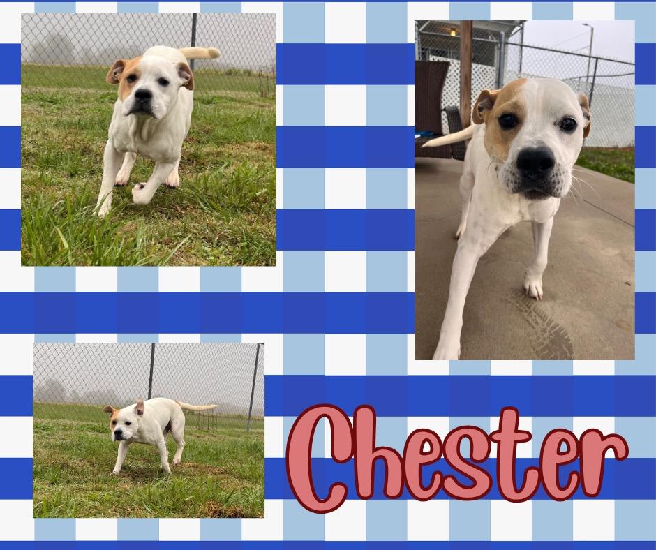 Enlarge Chester, a Adoptable mixed breed in Hopkinsville, KY image 5/6
