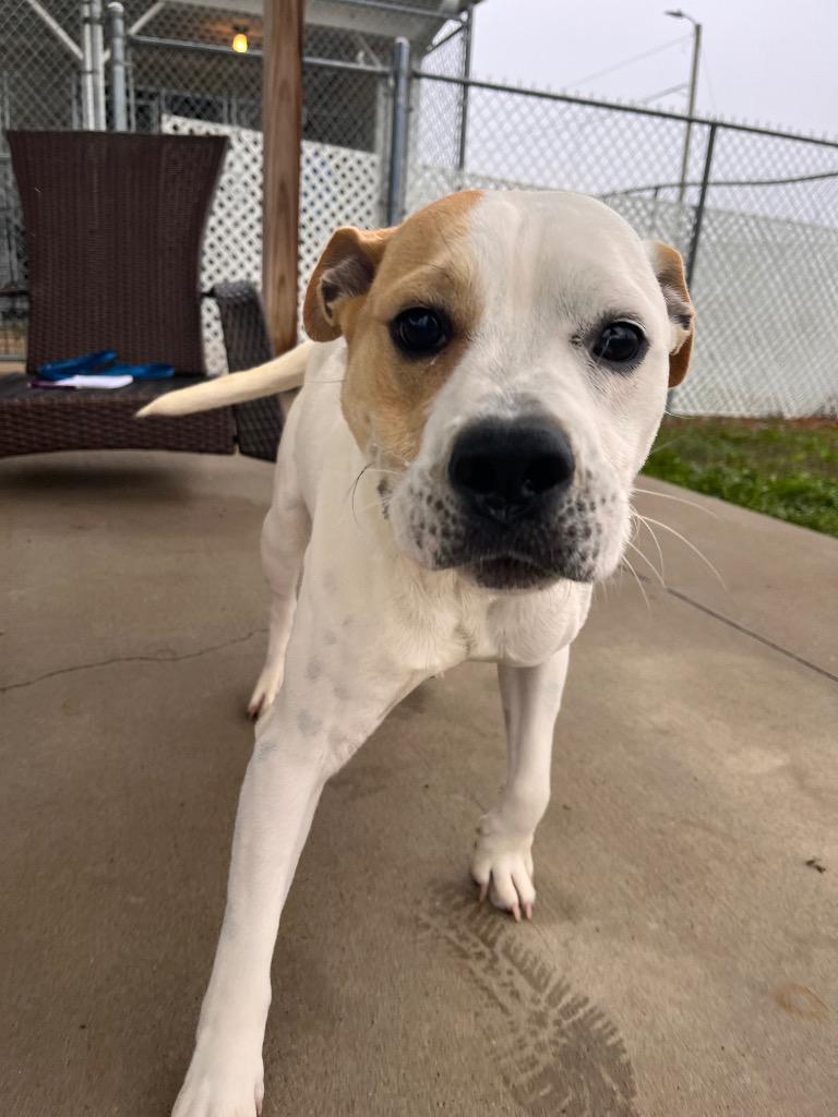 Enlarge Chester, a Adoptable mixed breed in Hopkinsville, KY image 6/6