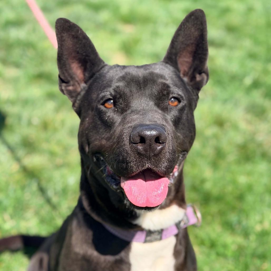 Enlarge Sigmund, a Adoptable Mixed Breed in Huntington, WV image 1/6