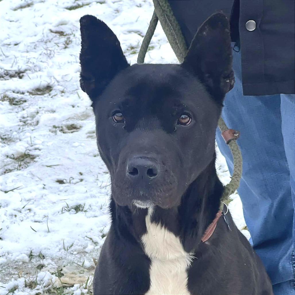 Sigmund (Jax), Adoptable, Adult Male Mixed Breed.