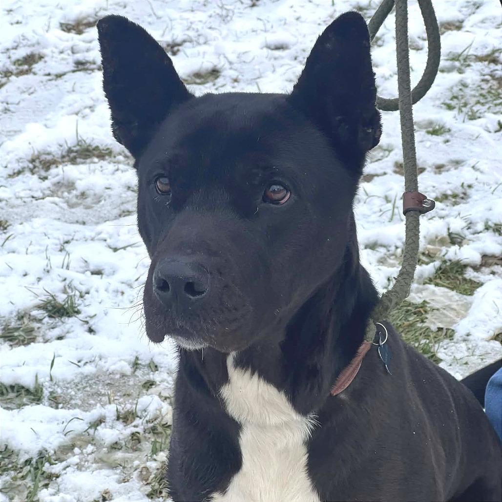 Enlarge Sigmund (Jax), a Adoptable Mixed Breed in Huntington, WV image 2/6