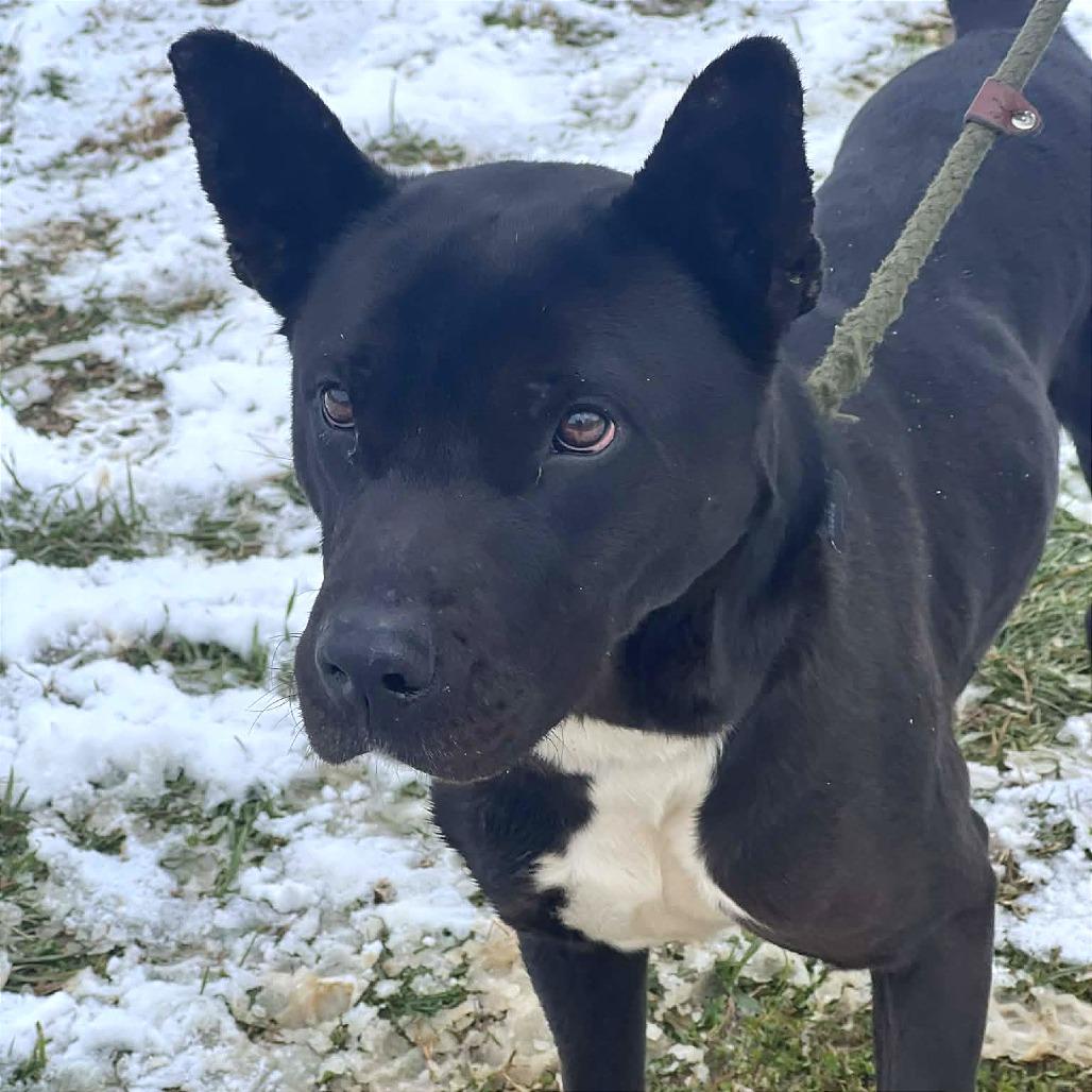 Enlarge Sigmund (Jax), a Adoptable Mixed Breed in Huntington, WV image 3/6