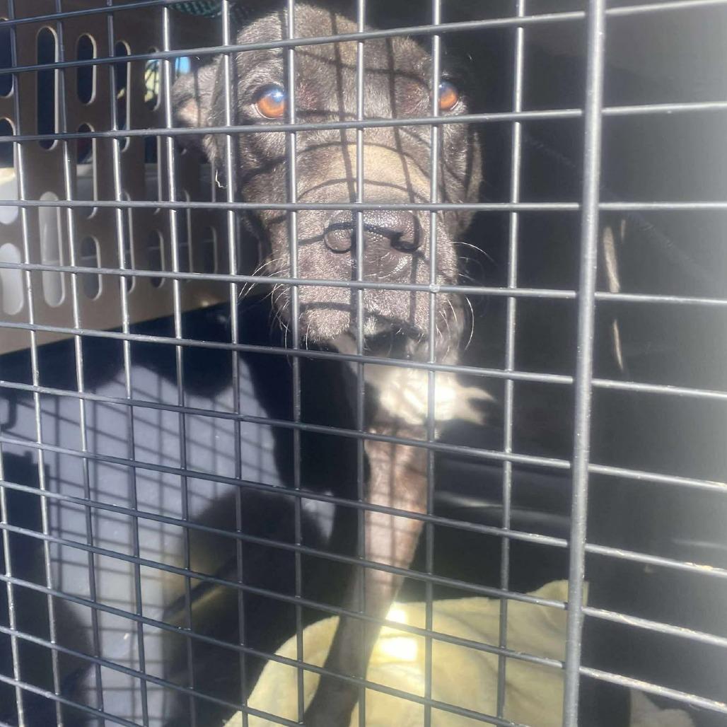 Enlarge Sigmund (Jax), a Adoptable Mixed Breed in Huntington, WV image 4/6