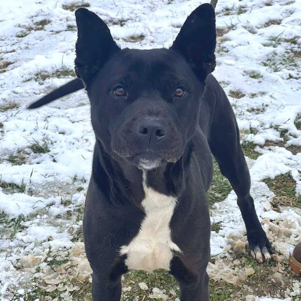 Enlarge Sigmund (Jax), a Adoptable Mixed Breed in Huntington, WV image 5/6