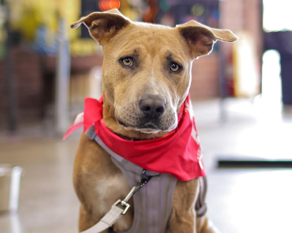 CALI, Adoptable, Young Female Pit Bull Terrier & Mixed Breed.
