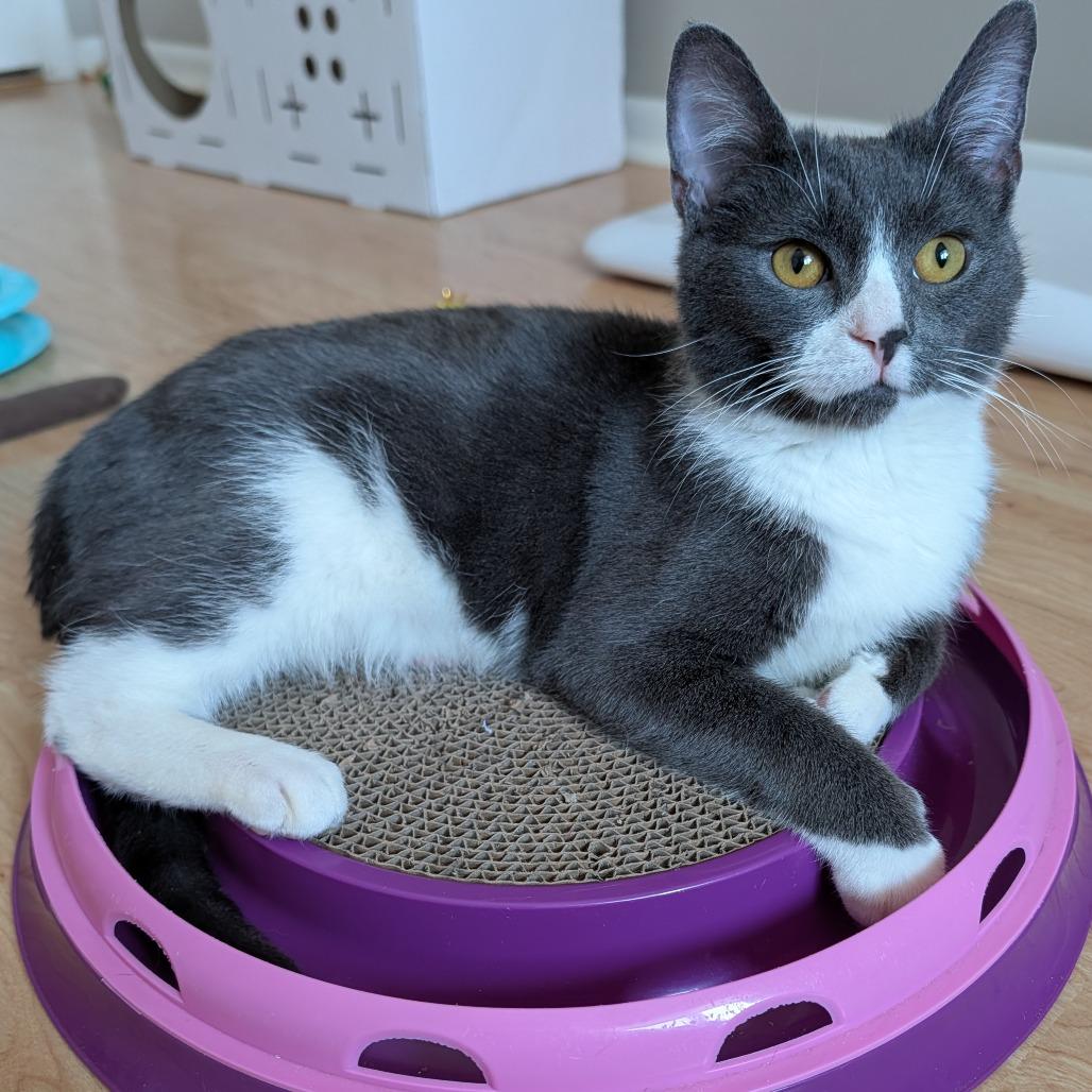 Enlarge Diego Deer 55865, a Adoptable Domestic Short Hair in Lansing, MI image 4/6