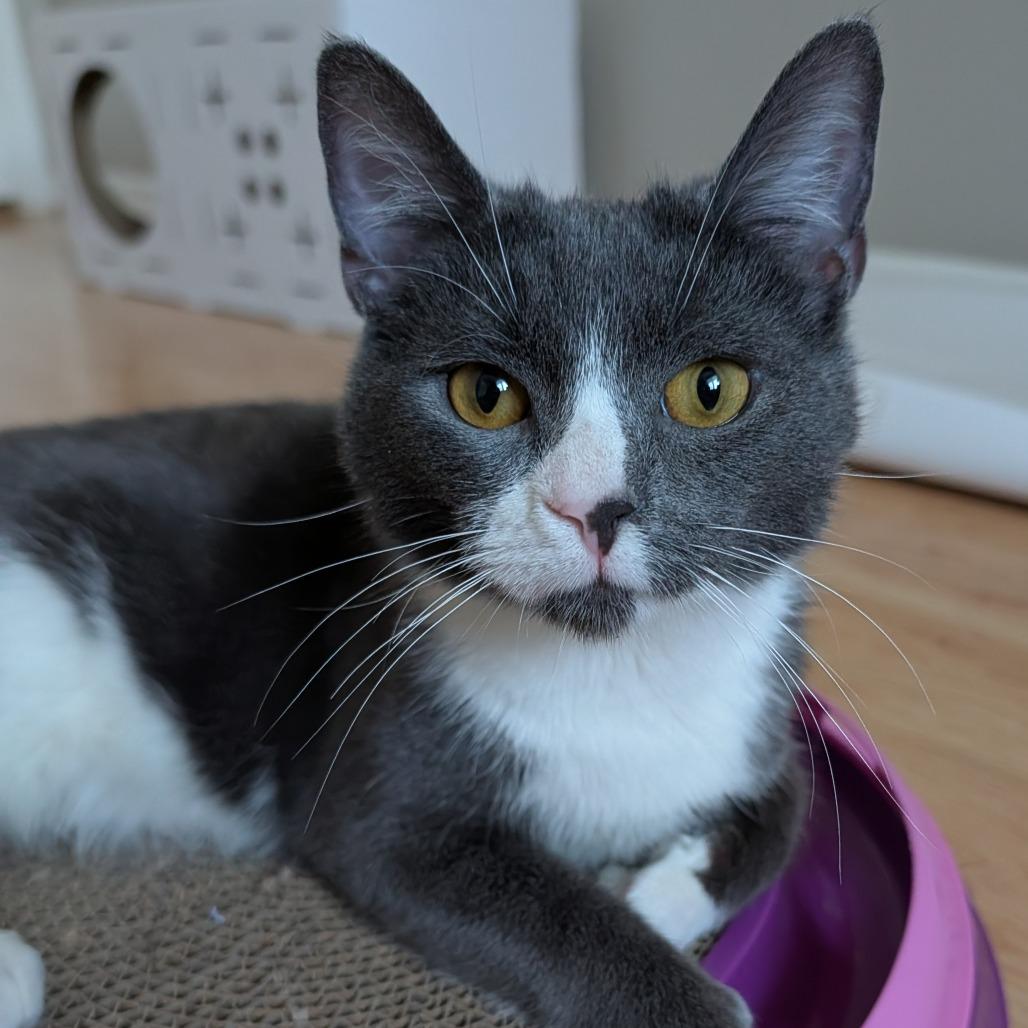 Enlarge Diego Deer 55865, a Adoptable Domestic Short Hair in Lansing, MI image 5/6