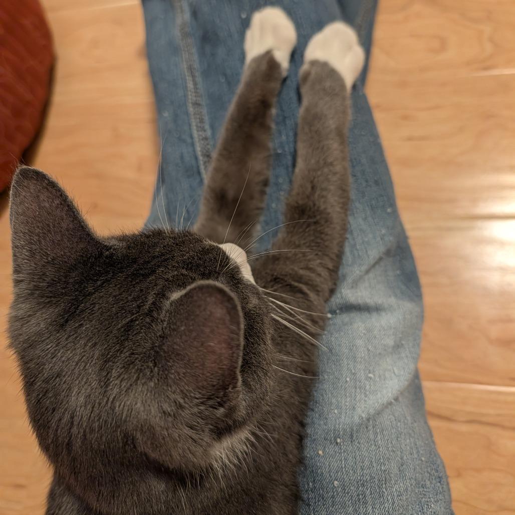 Enlarge Diego Deer 55865, a Adoptable Domestic Short Hair in Lansing, MI image 6/6