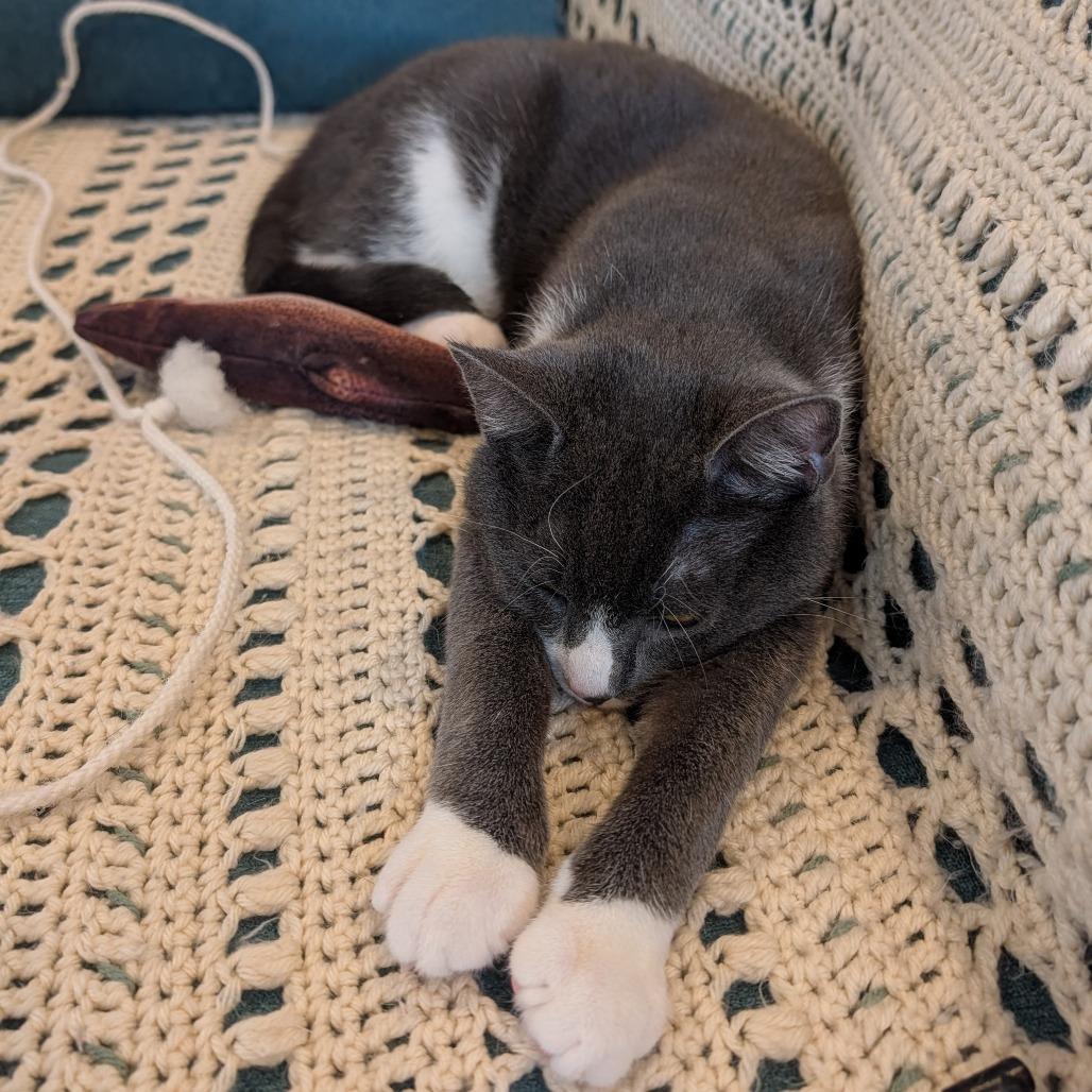 Enlarge Diego Deer 55865, a Adoptable Domestic Short Hair in Lansing, MI image 1/6