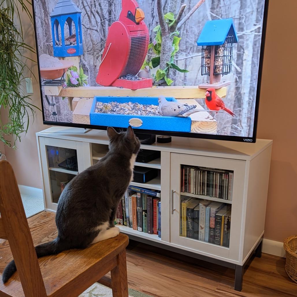 Enlarge Diego Deer 55865, a Adoptable Domestic Short Hair in Lansing, MI image 2/6